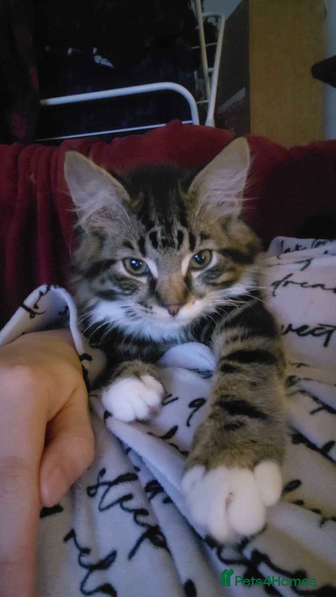 Mixed Breed cats for sale: Beautiful fluffy baby boy. - Advert 3