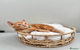 Ragdoll cats for sale: CUTE AND PLAYFUL HALF RAGDOLL KITTENS  - Image 15