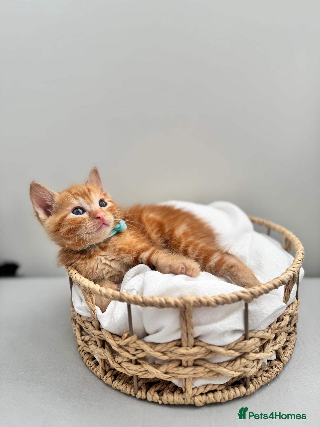 Ragdoll cats for sale: CUTE AND PLAYFUL HALF RAGDOLL KITTENS  - Image 15