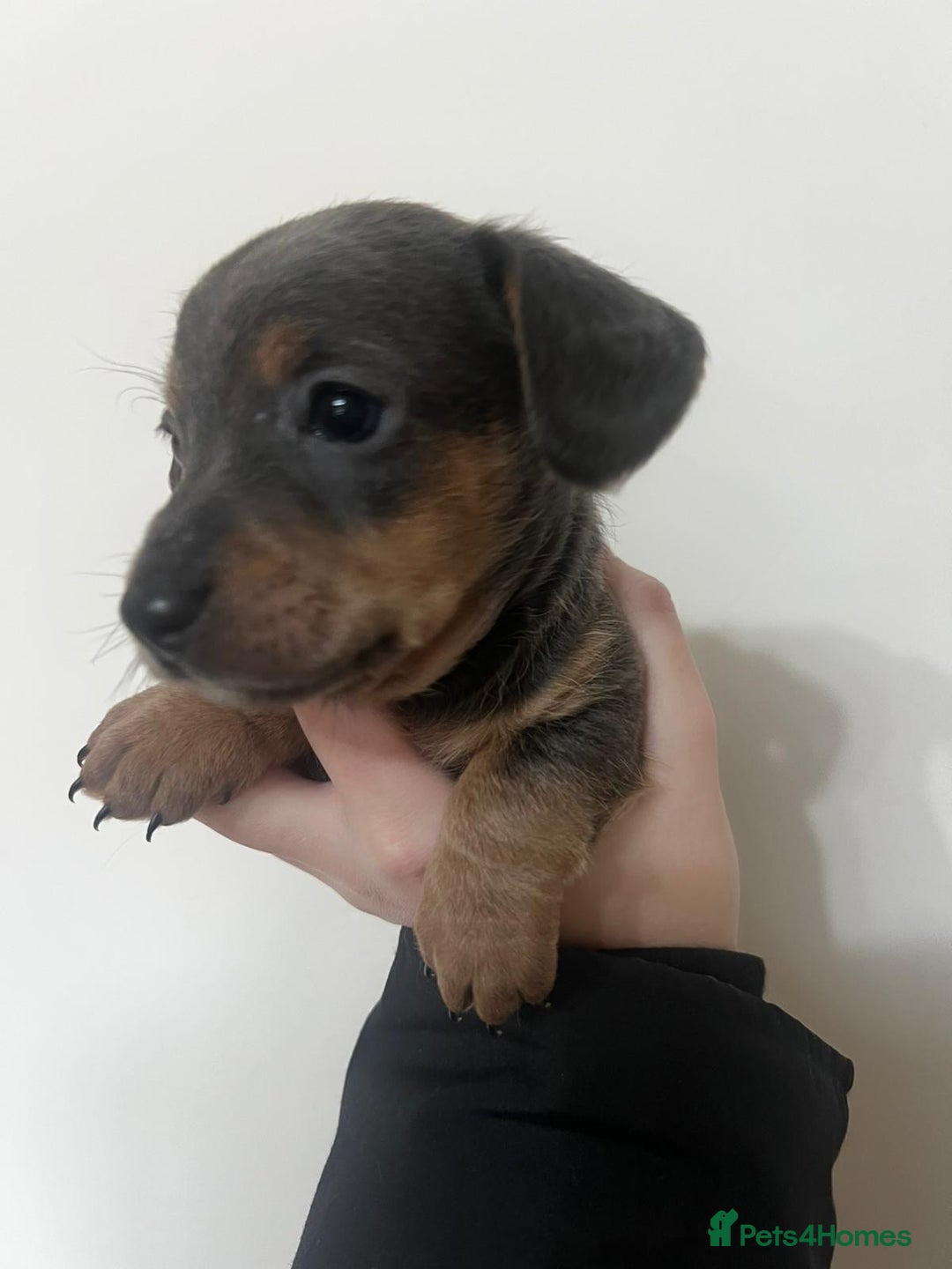 Mixed Breed dogs for sale: ✨ Miniature Dachshund × Bichon Puppies ✨ - Advert 6