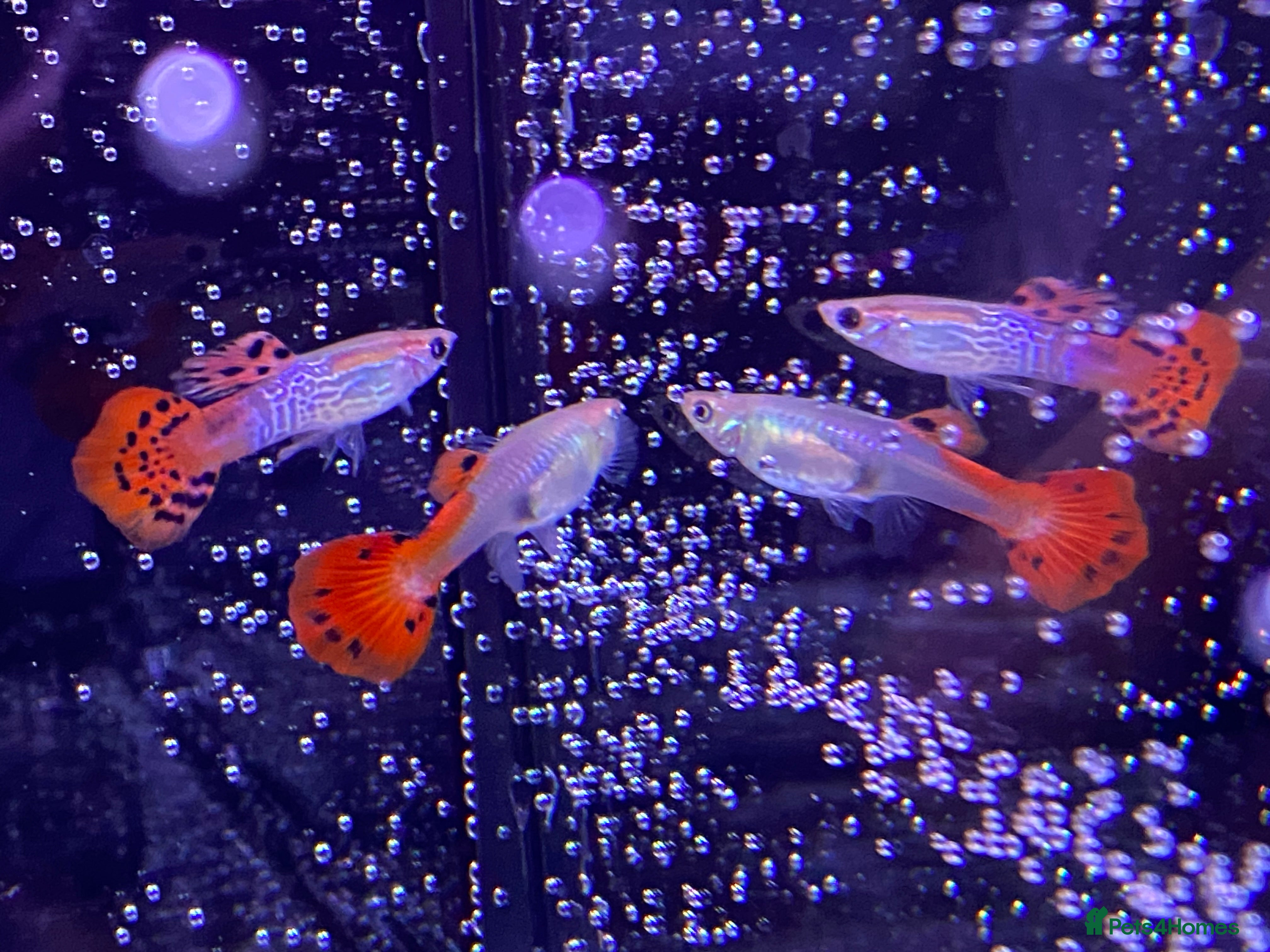 Platies fish Guppies - Advert 2