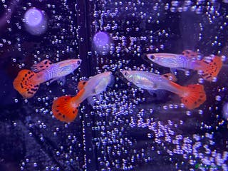 Platies fish Guppies - Advert 5