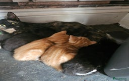Mixed Breed cats for sale: 4 Beautiful Kittens looking for forever homes - Image 7