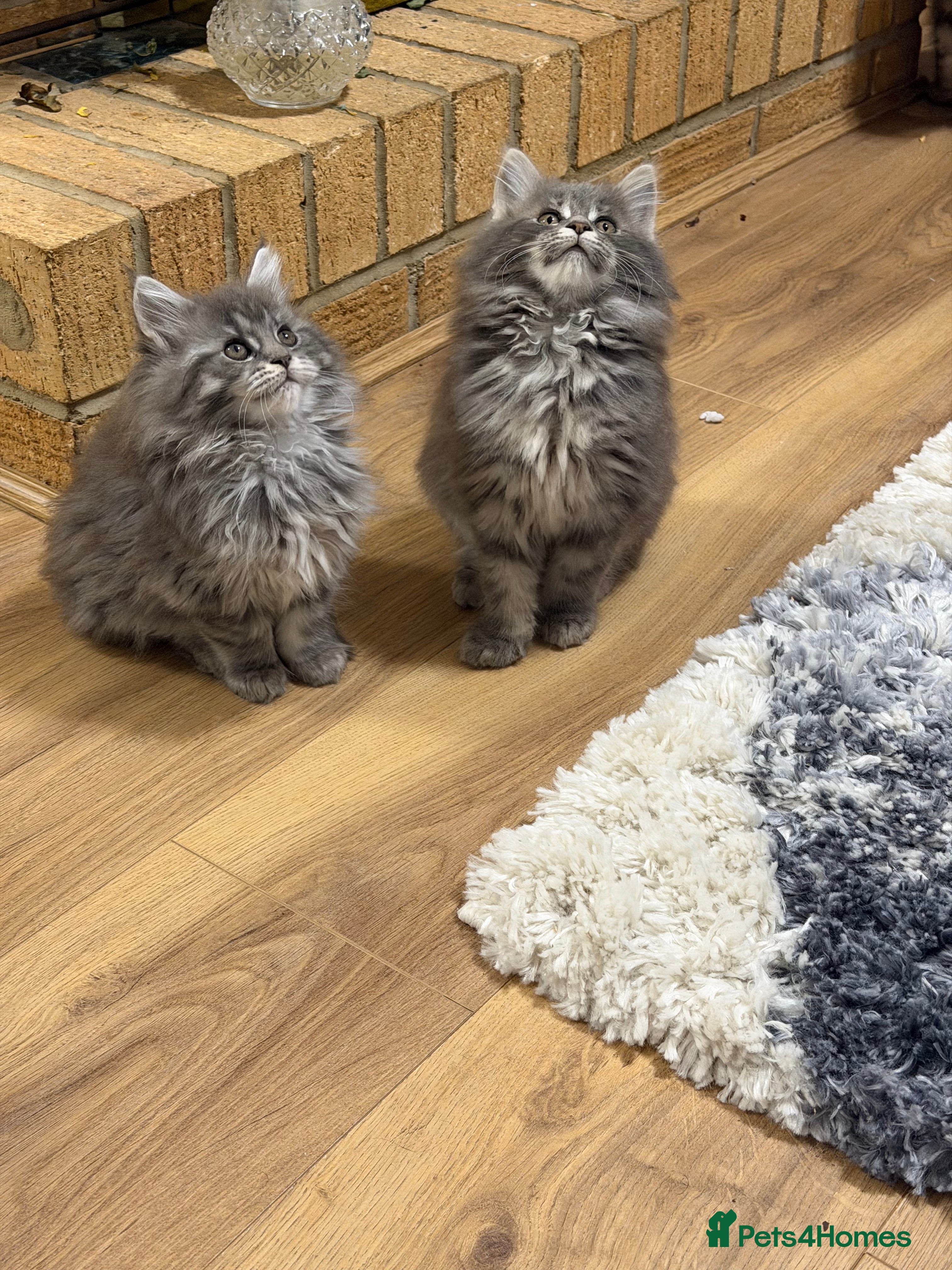 Maine Coon cats Maine Coon - Advert 9