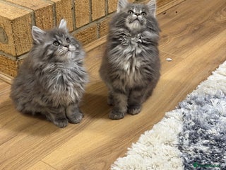 Maine Coon cats Maine Coon - Advert 9