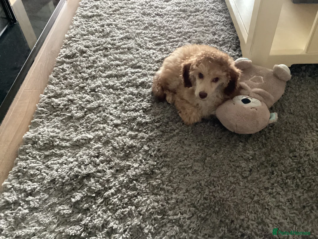Toy Poodle dogs for sale: Toy Poodle  - Advert 2