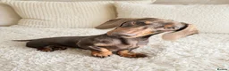 Miniature Dachshund dogs for sale: Miniature Dachshunds - Advert 4