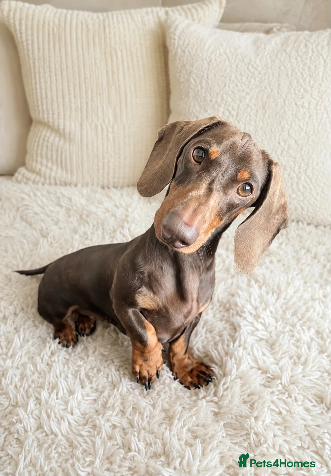 Miniature Dachshund dogs for sale: Miniature Dachshunds - Advert 4