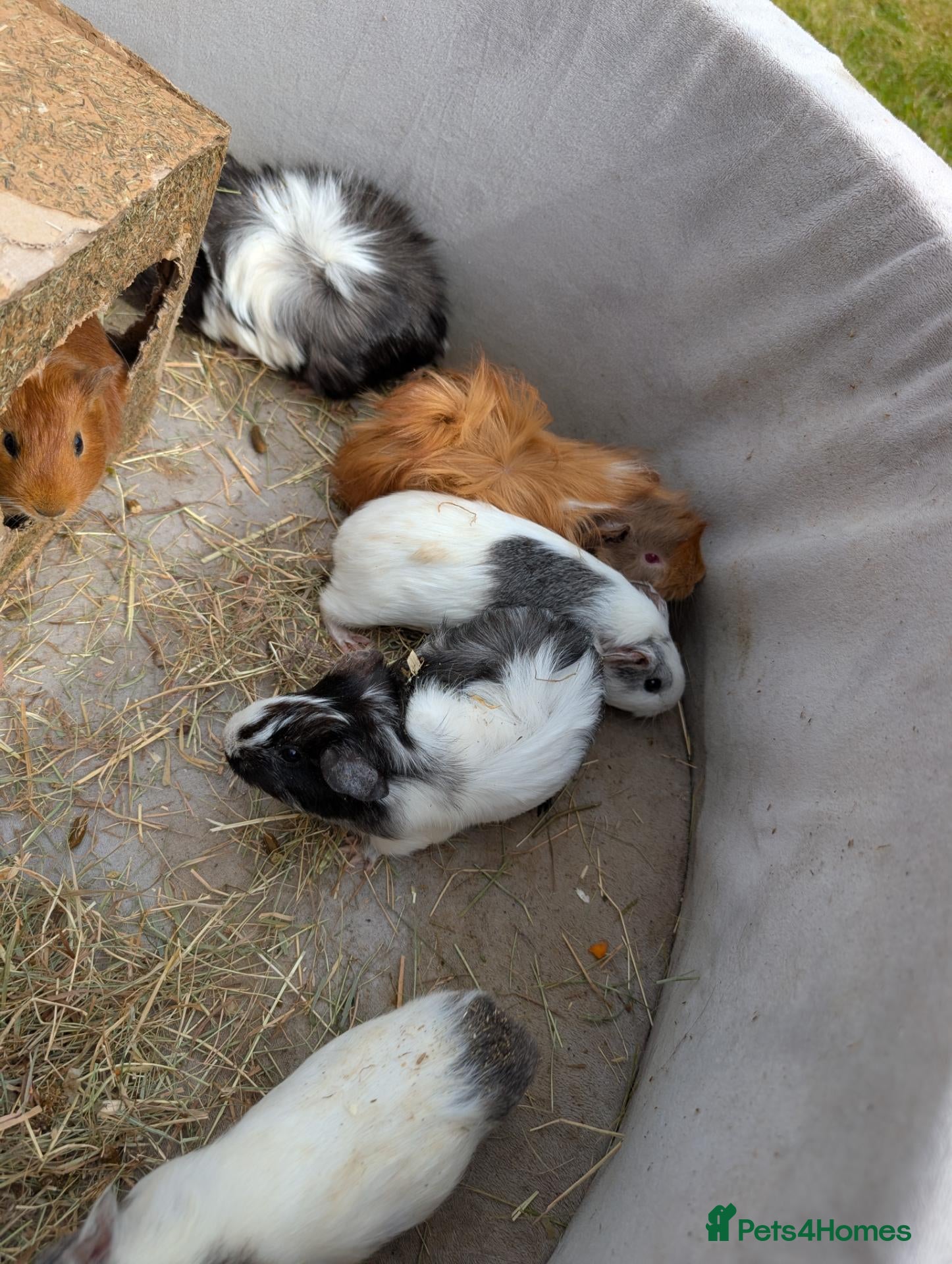 Guinea Pig rodents Guinea Pigs for sale  - Advert 2