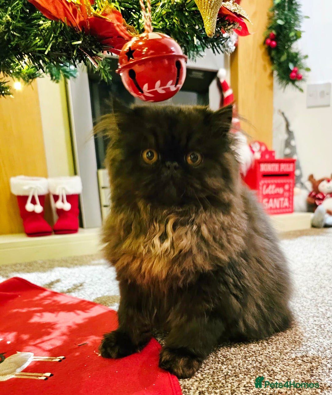 Persian cats for sale: Stunning Persian girl  - Advert 15