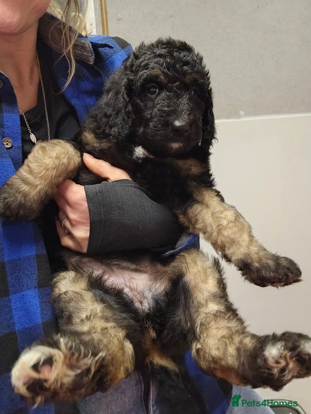 Bernedoodle dogs for sale: Exceptional Quality ❤️ Health tested  - Advert 4