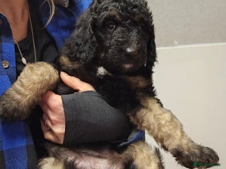 Bernedoodle dogs Final 2 available for reservation ❤️ - Advert 6