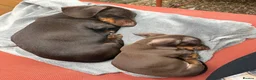 Miniature Dachshund dogs for sale: Dachshund mini puppies  in Hastings - Advert 4