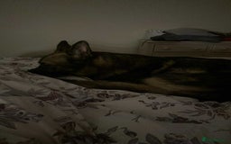 German Shepherd dogs for sale: Playful Smart German Shepherd Needs Home - Advert 9