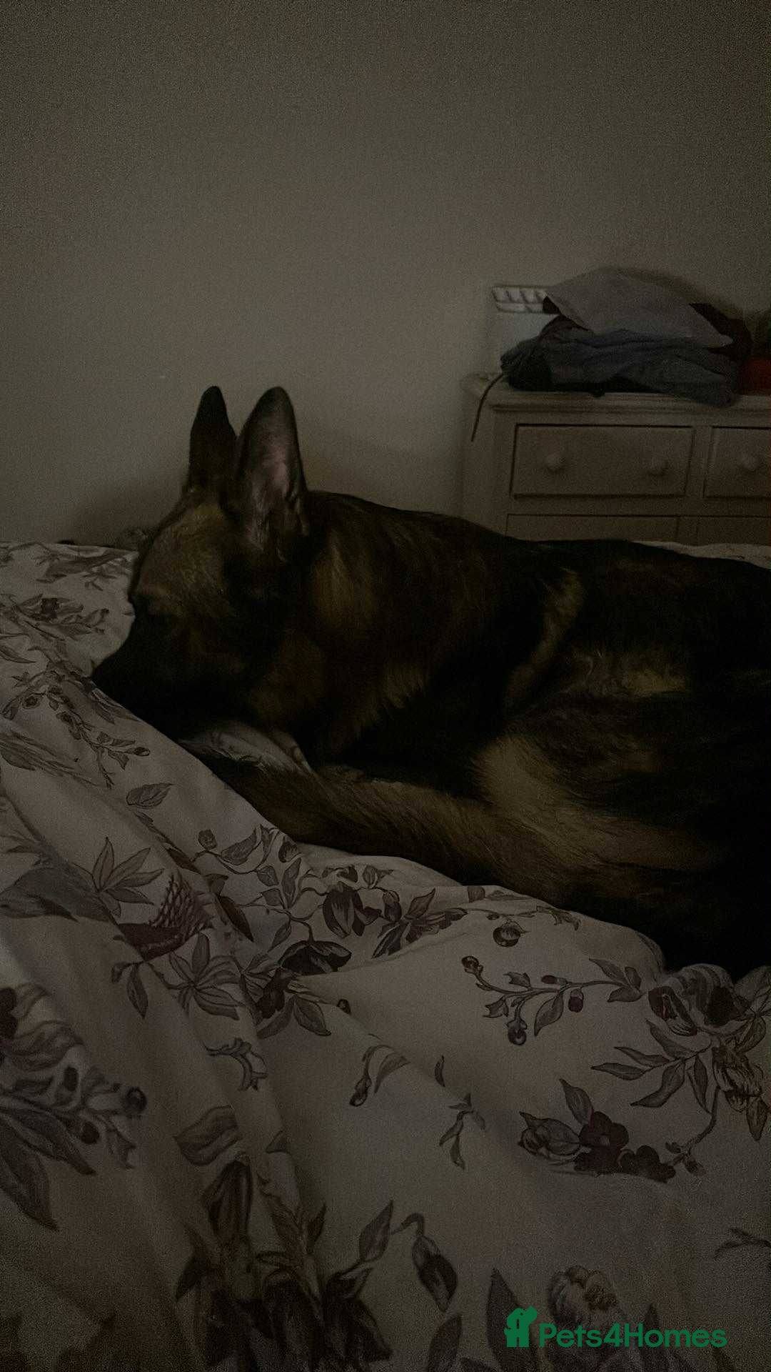 German Shepherd dogs for sale: Playful Smart German Shepherd Needs Home - Advert 9