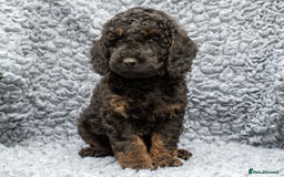 Cavapoo dogs for sale: F1B Cavapoo Boy Ready Now  - Image 1