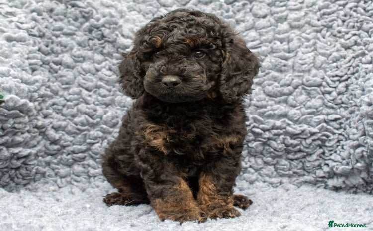 Cavapoo dogs - Advert 2