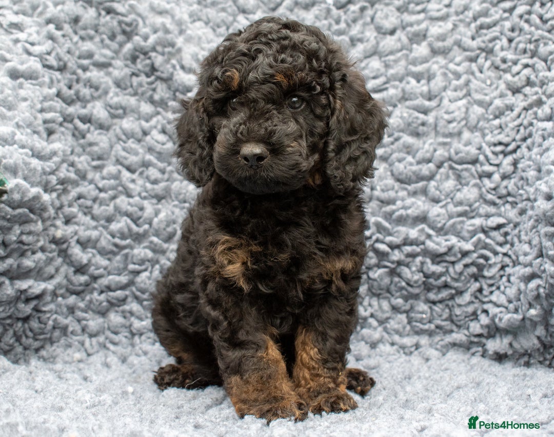 Cavapoo dogs for sale: F1B Cavapoo Boy Ready Now  - Image 1