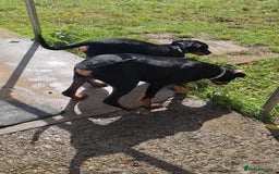 Rottweiler dogs for sale: Healthy Rottweiler puppies ready now  - Image 5