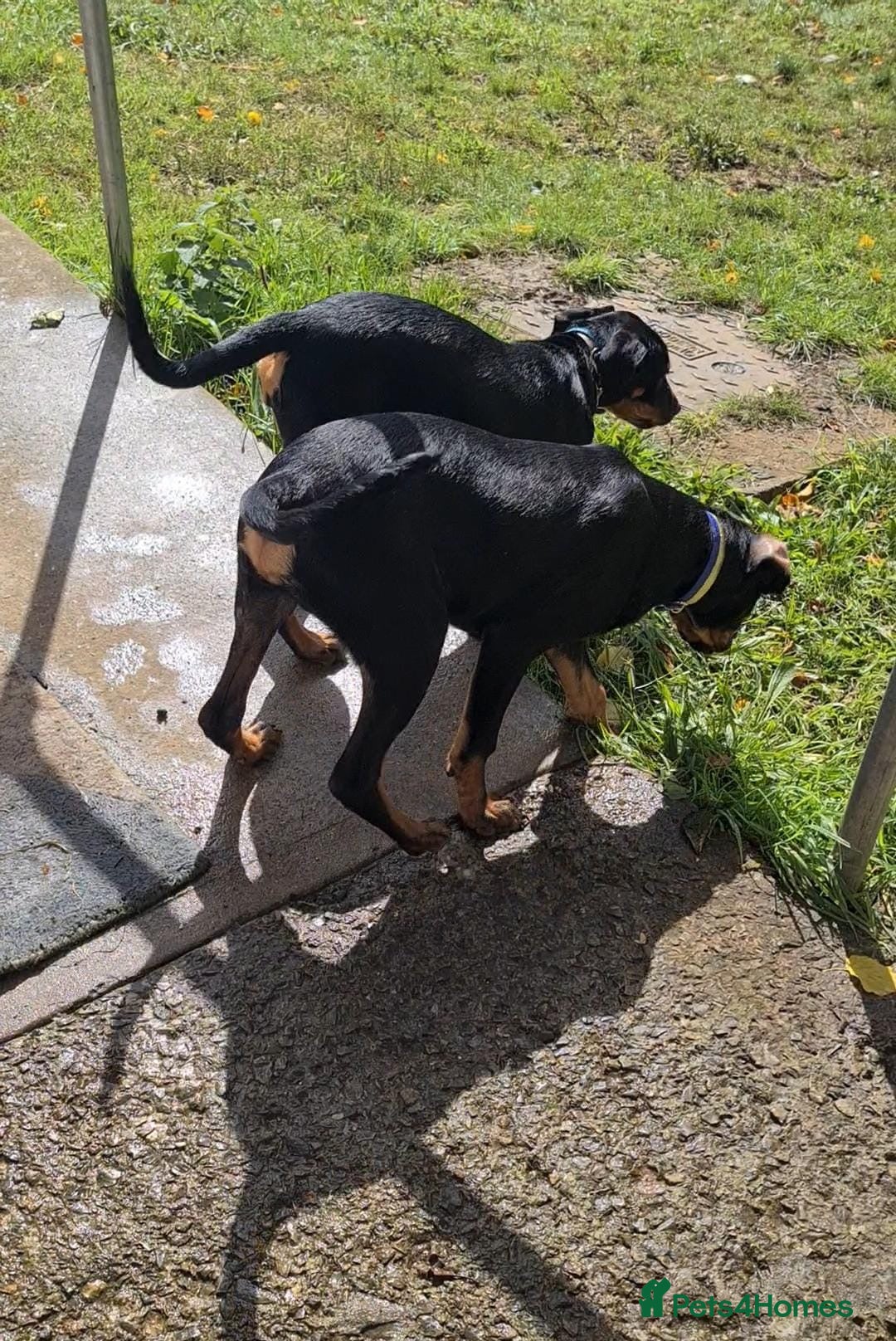 Rottweiler dogs for sale: Healthy Rottweiler puppies ready now  - Image 5