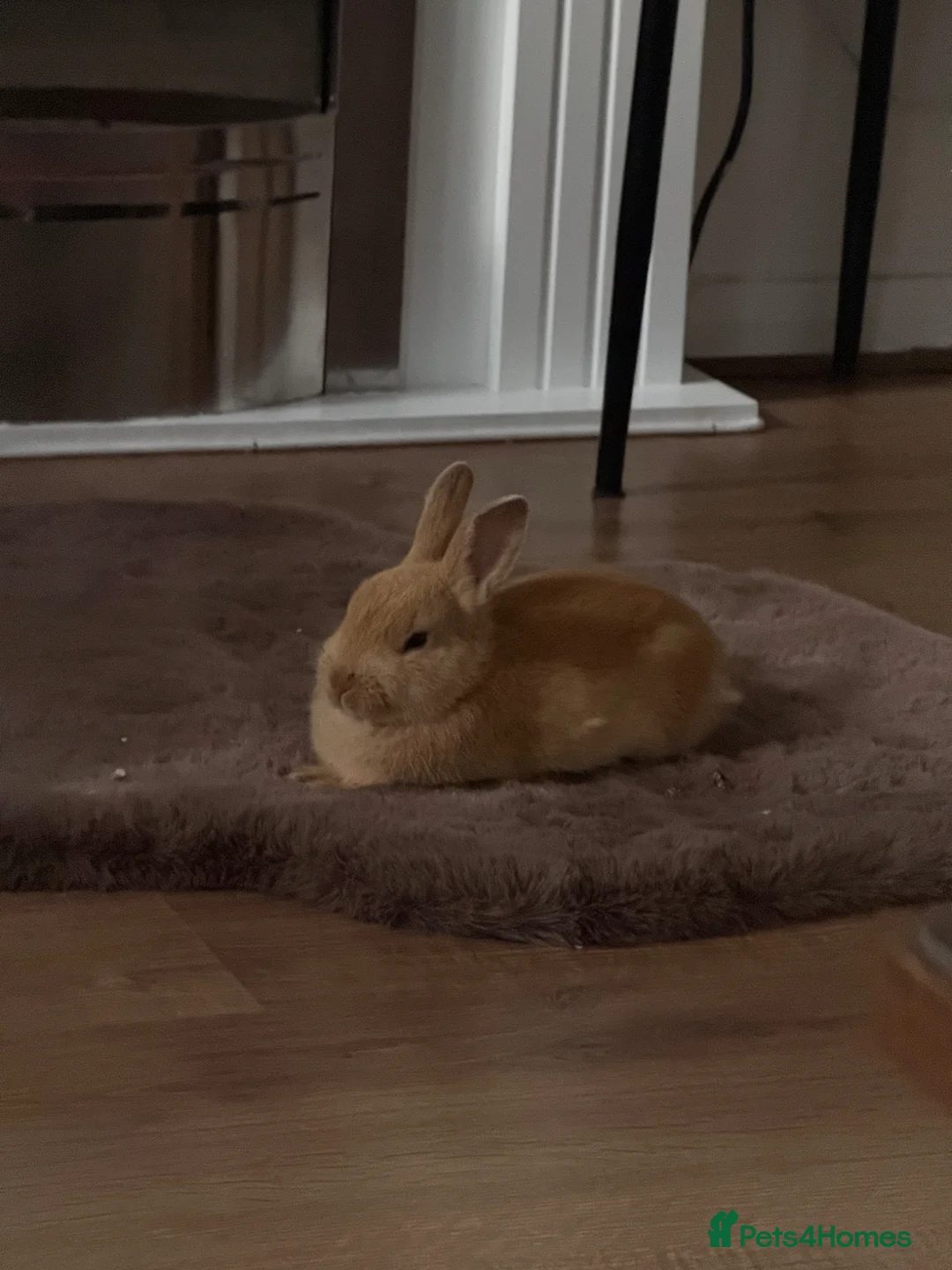 Mini Lop rabbits for sale: 2 Adorable Baby Lop Rabbits for Sale - Advert 2