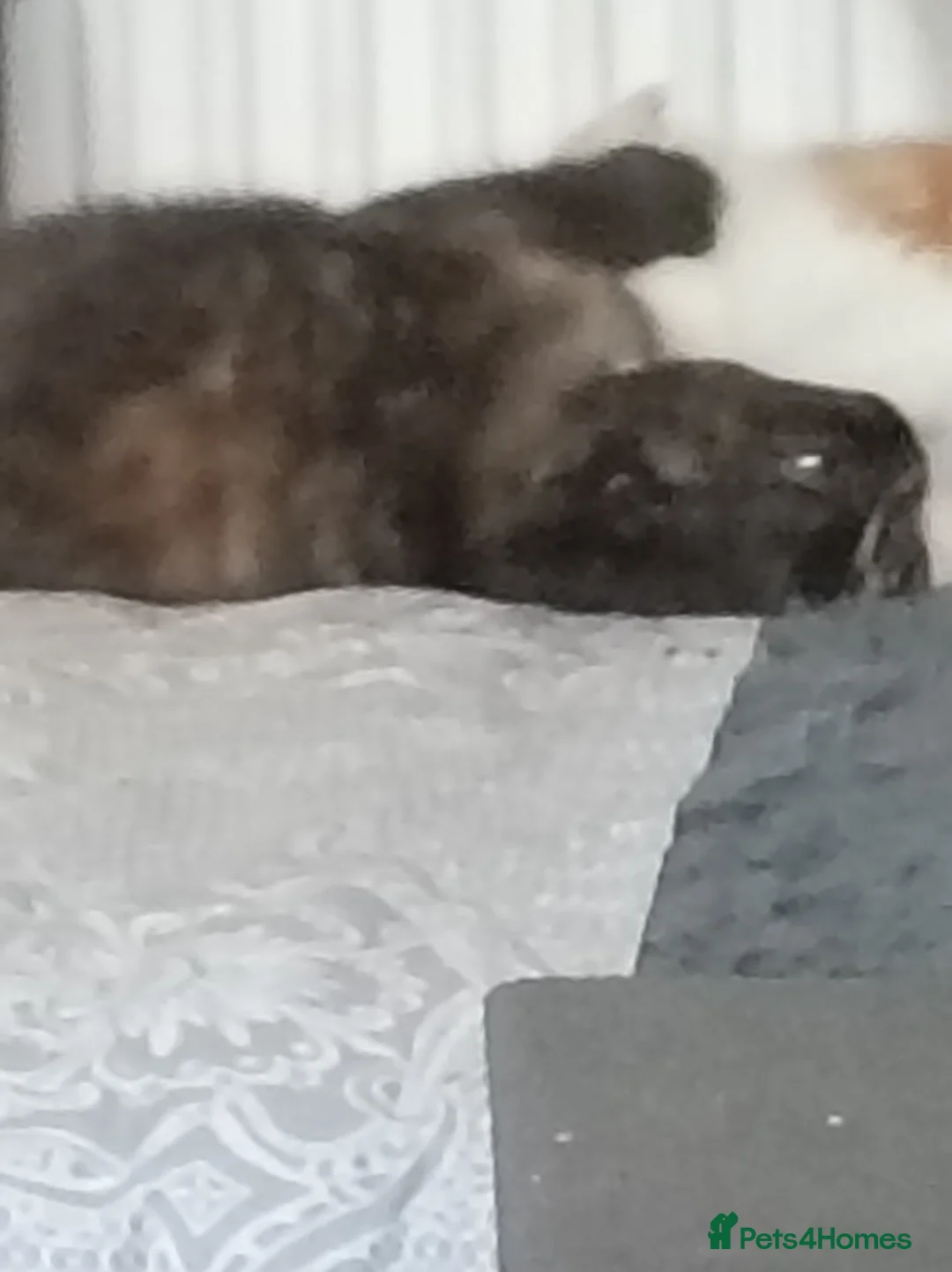 British Shorthair cats for sale: British short haired x kittens for sale - Advert 12