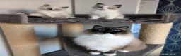 Ragdoll cats for sale: Outstanding quality Tortie Ragdolls - Advert 15