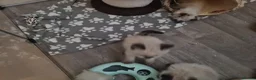 Ragdoll cats for sale: Ragdoll kittens  - Advert 10