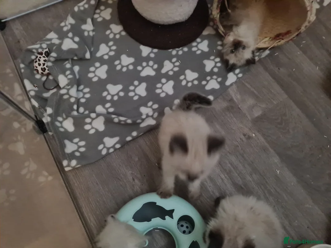 Ragdoll cats for sale: Ragdoll kittens  - Advert 10