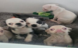 Pug dogs for sale: Stunning quality frug puppies - Image 2
