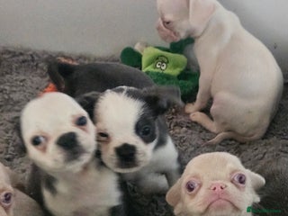 Pug dogs - Advert 4