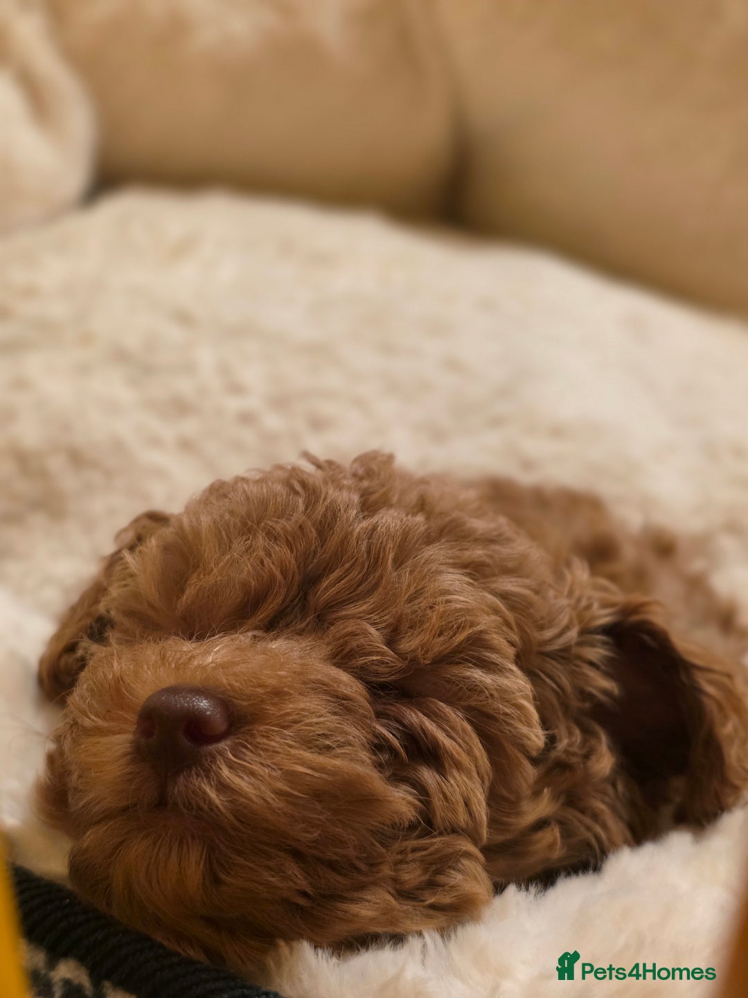 Toy Poodle dogs for sale: Beautiful RED & APRICOT Toy Poodles  - Advert 15
