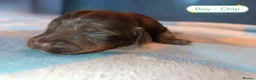 Cockapoo dogs for sale: 7 Stunning Cockapoo Puppies Seeking Loving Home's  - Advert 1