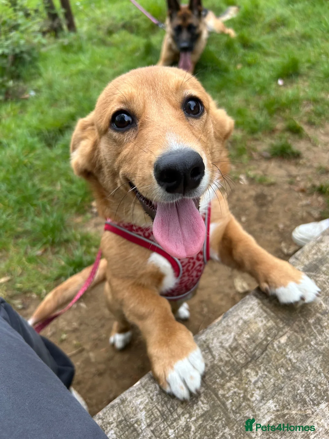 Welsh Corgi Cardigan dogs for sale: Welsh cardigan corgi  in Radstock - Advert 2