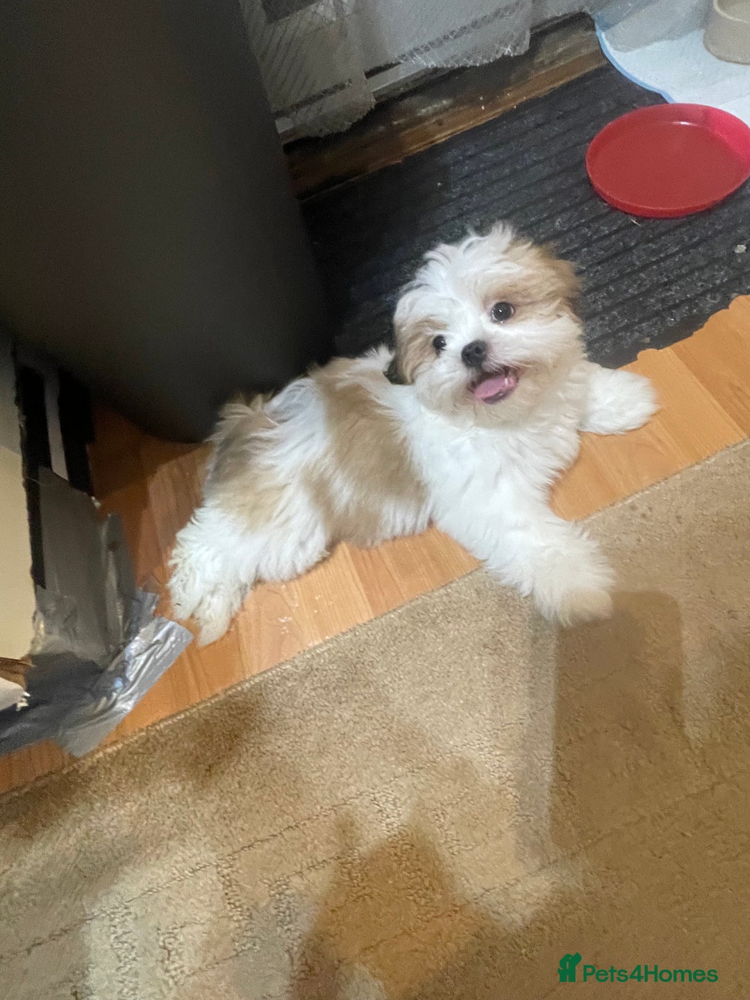 Shih Tzu dogs for sale: Standard pure bred Girl puppy. - Advert 6