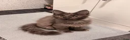 Mixed Breed cats for sale: part Maincoon/ragdoll - Advert 5