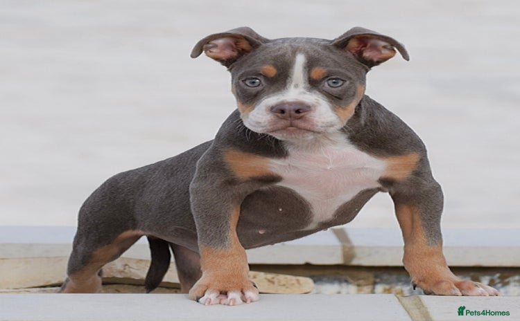 Olde English Bulldogge dogs - Advert 1