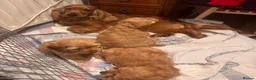 Cockapoo dogs for sale: QUALITY RUBY COCKAPOO PUPPIES - Advert 7