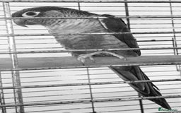 Conures birds for sale: Pair for sale  - Image 3