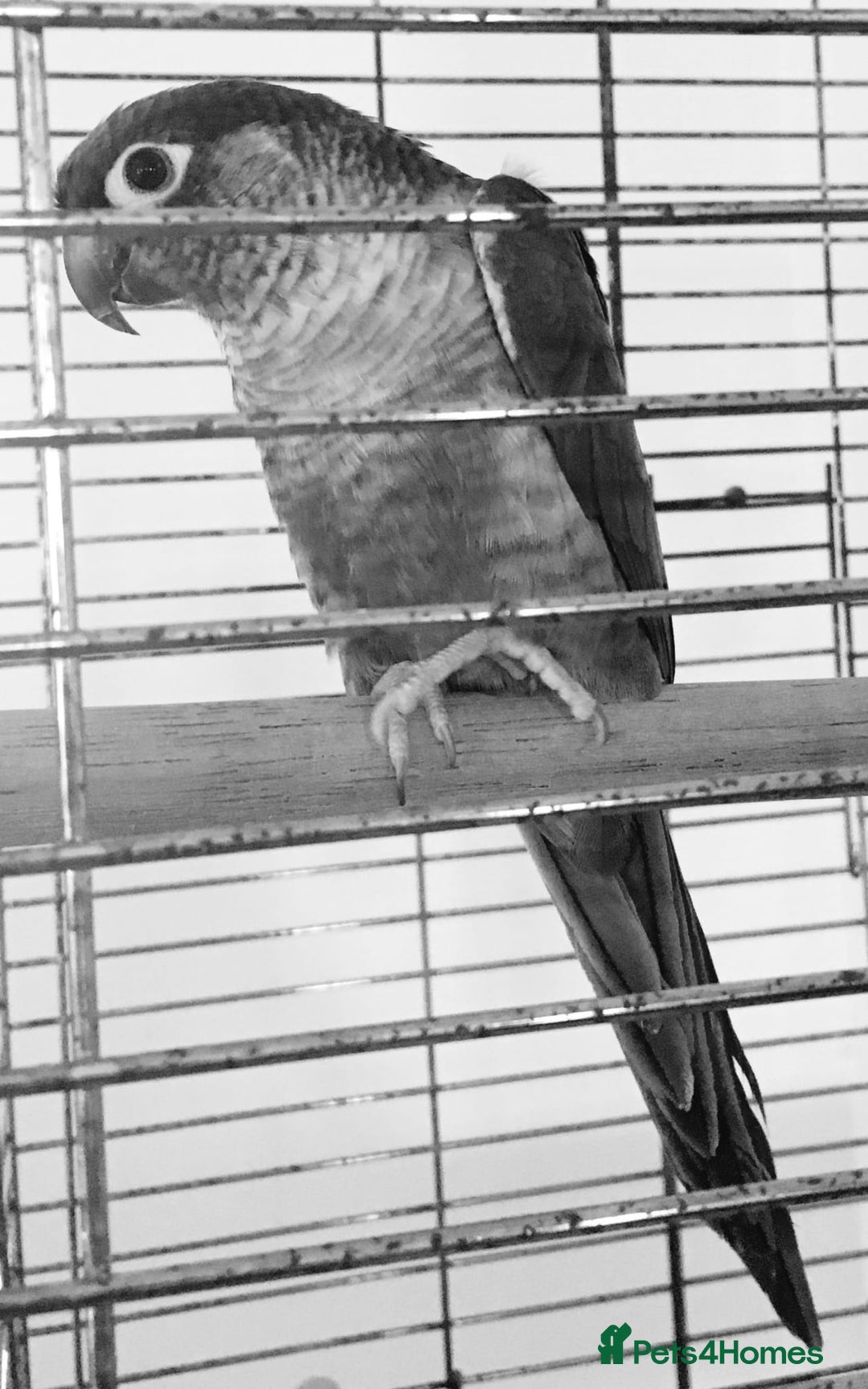 Conures birds for sale: Pair for sale  - Image 3