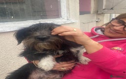 Mixed Breed dogs for adoption: Meet MARIA (!) - a Beautiful and Affectionate Girl - Image 9