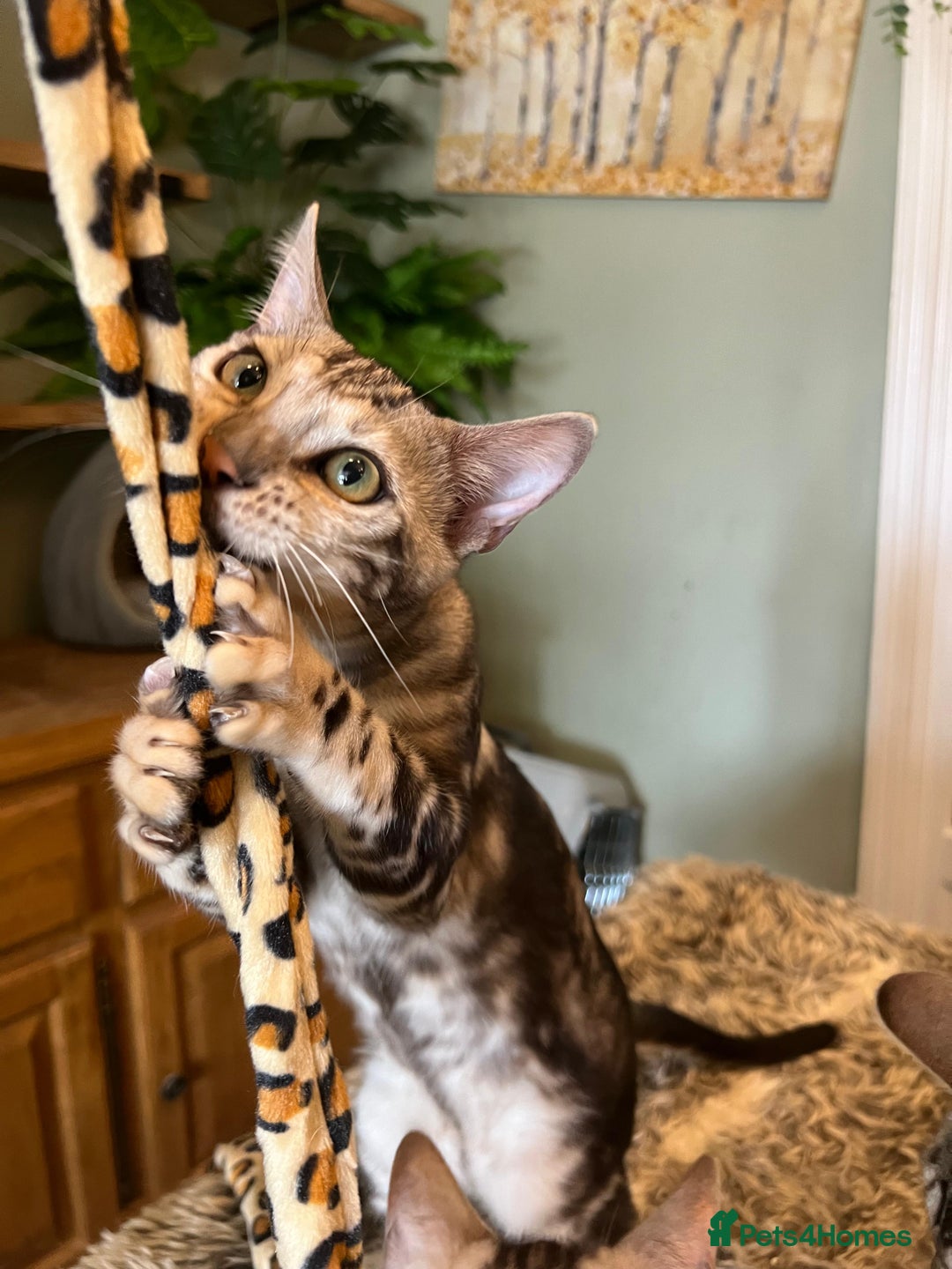 Bengal cats for sale: Beautiful Bengal Kittens Ready for Forever Homes - Image 28