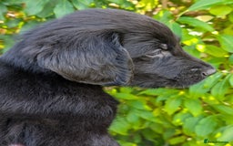 Flat coated Retriever dogs for sale: READY NOW Flat Coated Retriever Puppies - Image 9