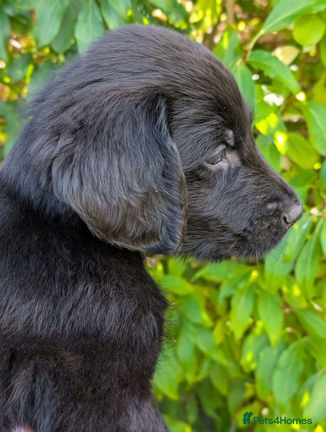 Flat coated Retriever dogs for sale: READY NOW Flat Coated Retriever Puppies - Image 9