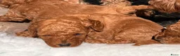 Miniature Poodle dogs for sale: Four beautiful fox red miniature poodles  - Advert 13