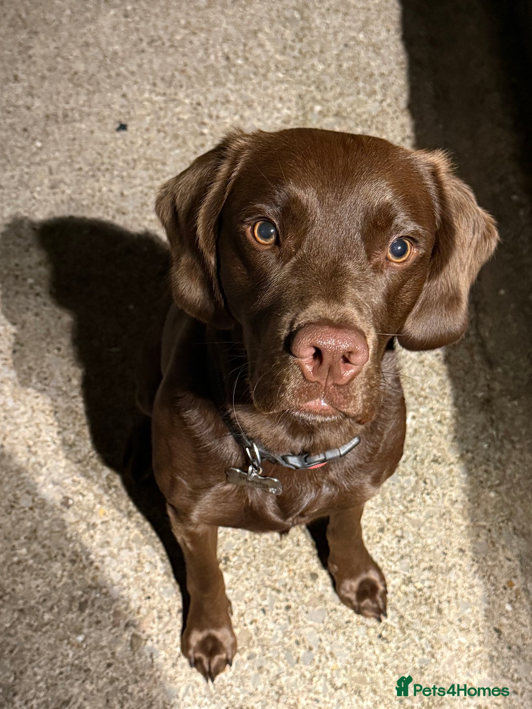 Springador dogs for sale: Chocolate springador  - Image 5