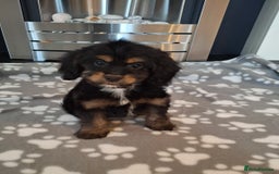 Cockapoo dogs for sale: Health tested show type cockapoo puppies! - Image 20