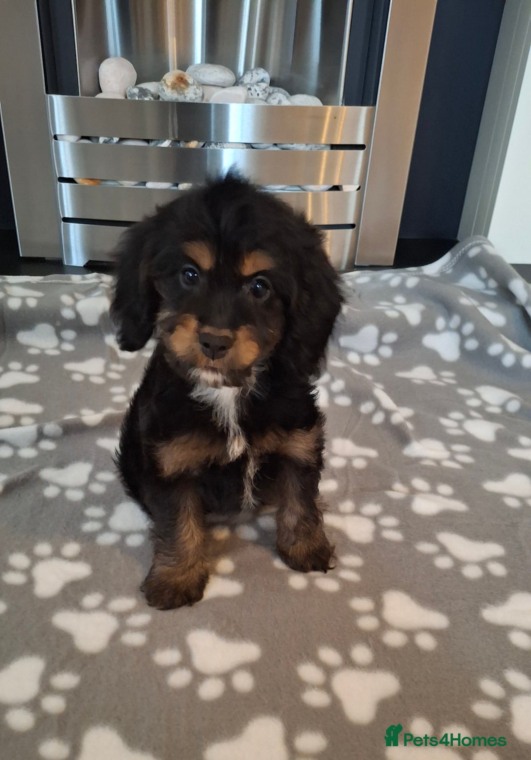 Cockapoo dogs for sale: Health tested show type cockapoo puppies! - Image 20