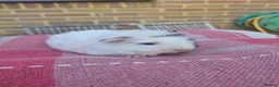 Guinea Pig rodents for sale: Guinea pigs in Salisbury - Advert 2