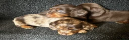 Miniature Dachshund dogs for sale: Rare Silver & Chocolate Dapple Miniature Dachshund in Seaton - Advert 8